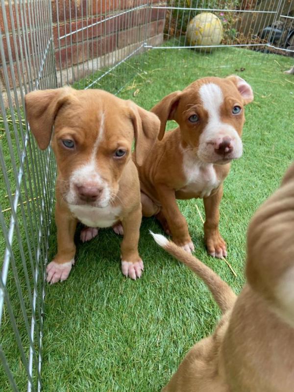 American Bully puppies Image eClassifieds4u
