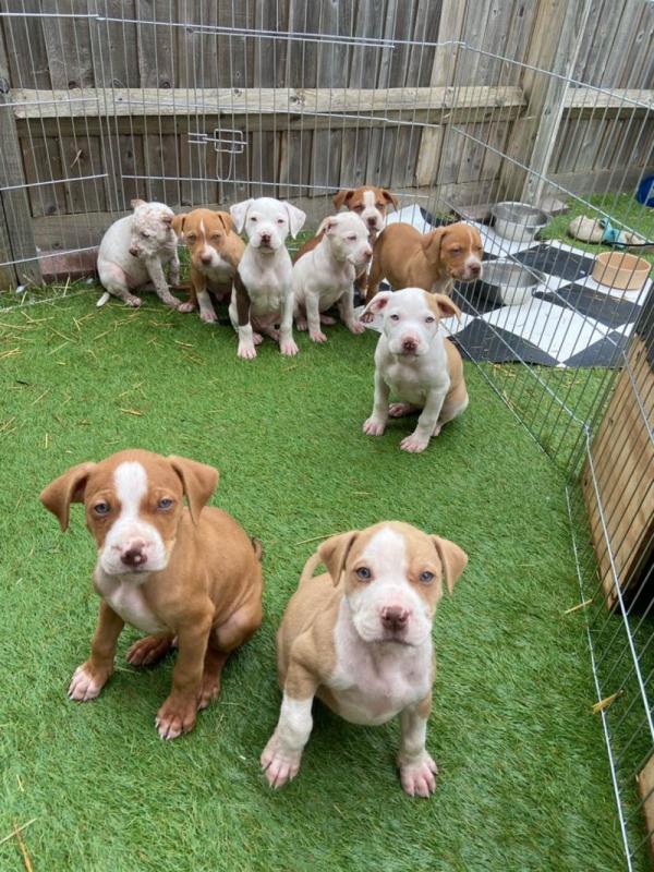 American Bully puppies Image eClassifieds4u