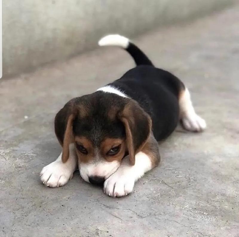 Beagle Puppies for adoption (elic92006@gmail.com) Image eClassifieds4u