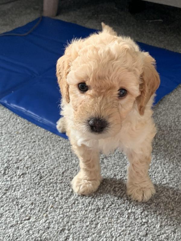 Beautiful Apricot F1 Poochons Image eClassifieds4u