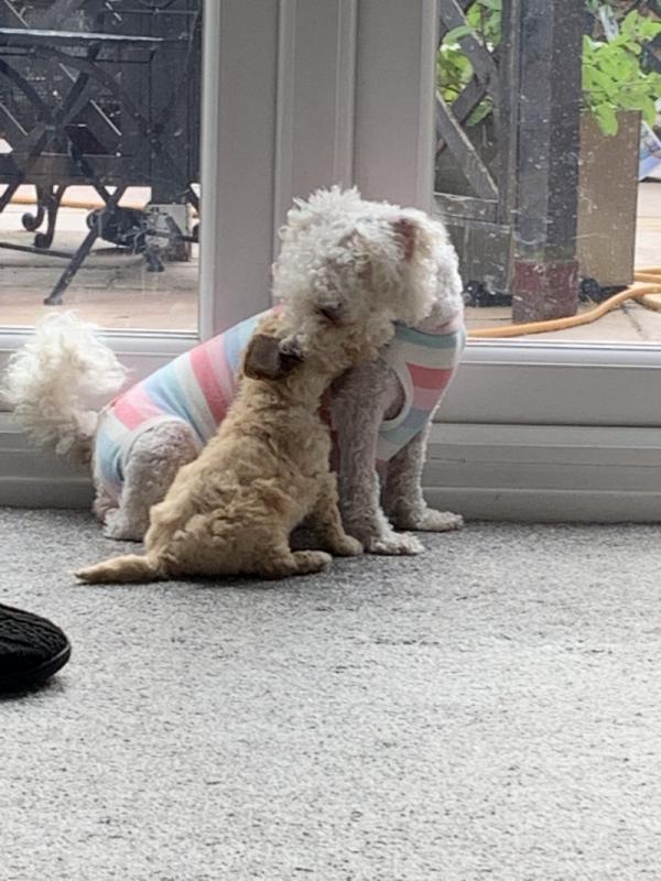 Beautiful Apricot F1 Poochons Image eClassifieds4u