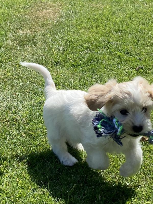 Beautiful Cavaschon puppies Image eClassifieds4u