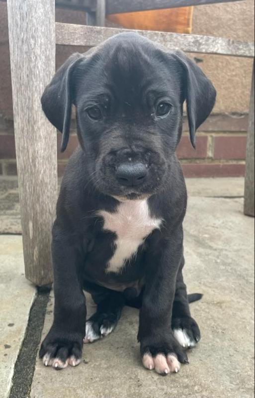 Beautiful health Great Dane puppies! Image eClassifieds4u