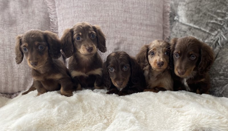 Beautiful long hair miniature dachshund puppies Image eClassifieds4u