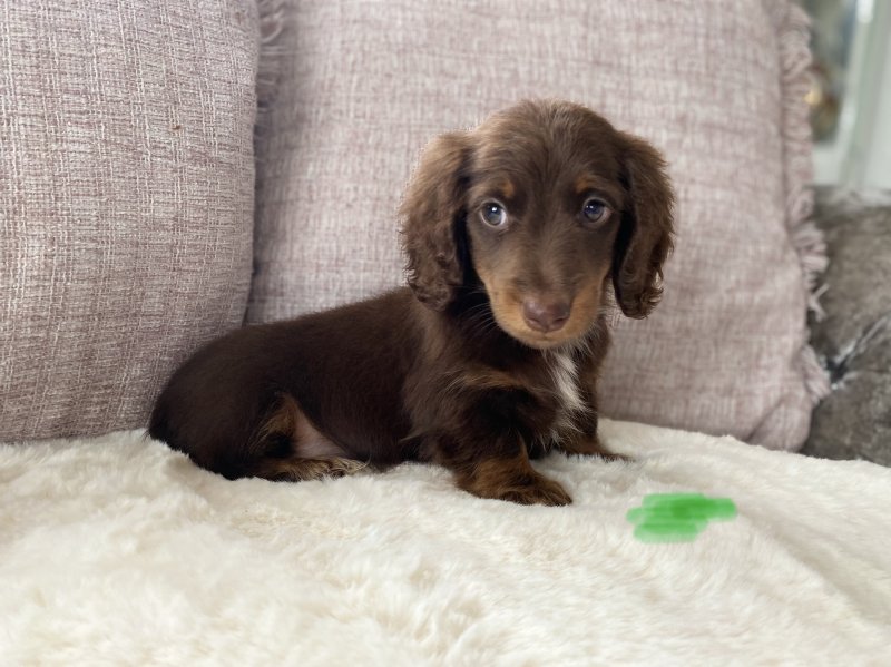 Beautiful long hair miniature dachshund puppies Image eClassifieds4u