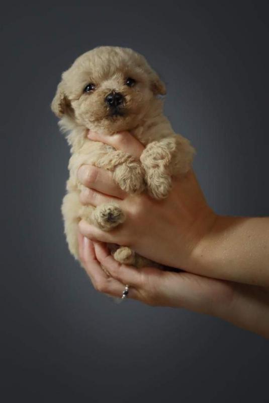 Beautiful maltipoo puppies ready for loving homes Image eClassifieds4u