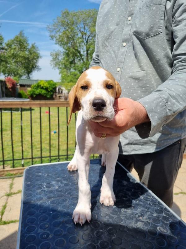 Beautiful Pointer Puppies Image eClassifieds4u