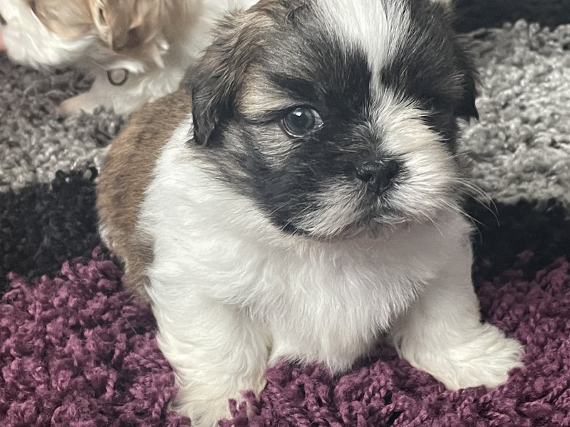 Beautiful Shih tzu puppies ready to go !!!! Image eClassifieds4u