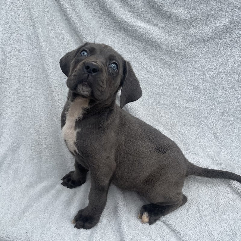 Beautiful solid cane corso puppies Image eClassifieds4u