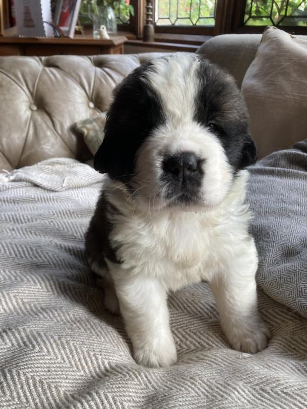 Beautiful St Bernard puppies for adoption !!!! Image eClassifieds4u
