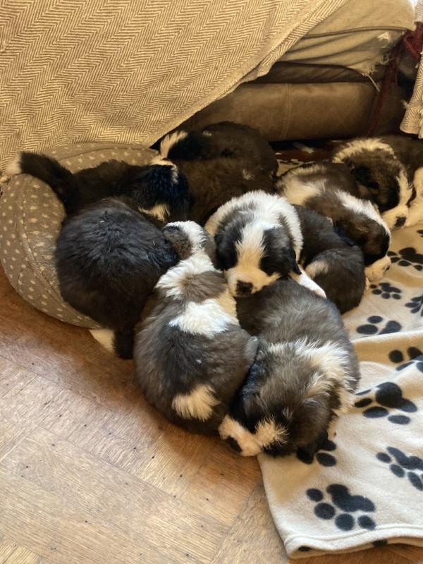 Beautiful St Bernard puppies for adoption !!!! Image eClassifieds4u