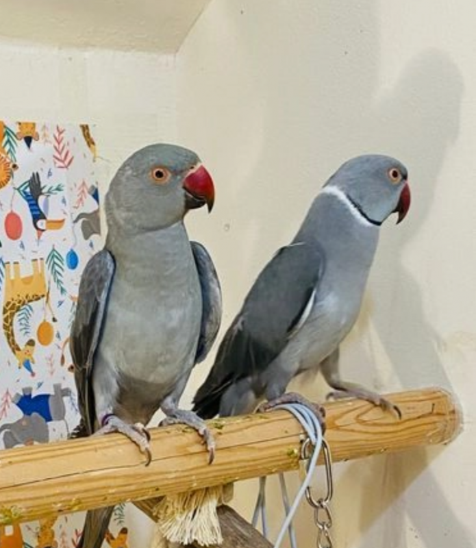 Beautiful young Indian ringnack parrot Image eClassifieds4u