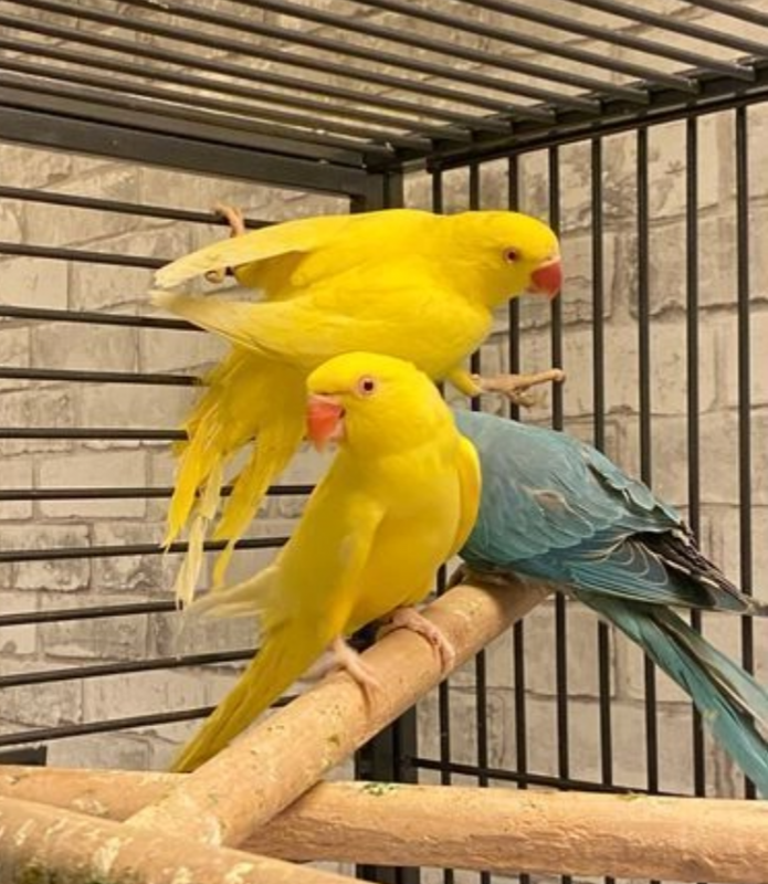 Beautiful young Indian ringnack parrot Image eClassifieds4u