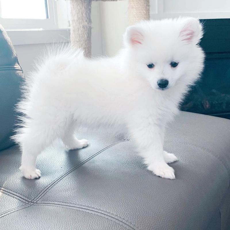 Charming and beautiful American Eskimo for adoption { jason.michelle784@gmail.com } Image eClassifieds4u