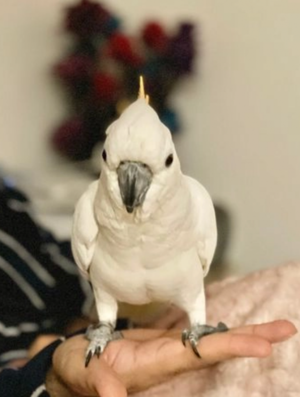 Citron-Crested atoo for sale Image eClassifieds4u