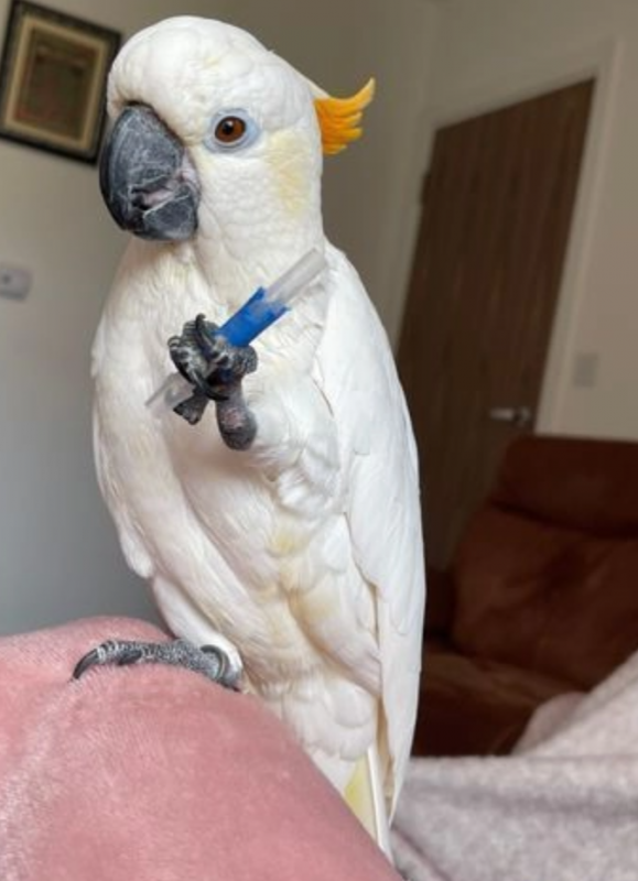 Citron-Crested atoo for sale Image eClassifieds4u