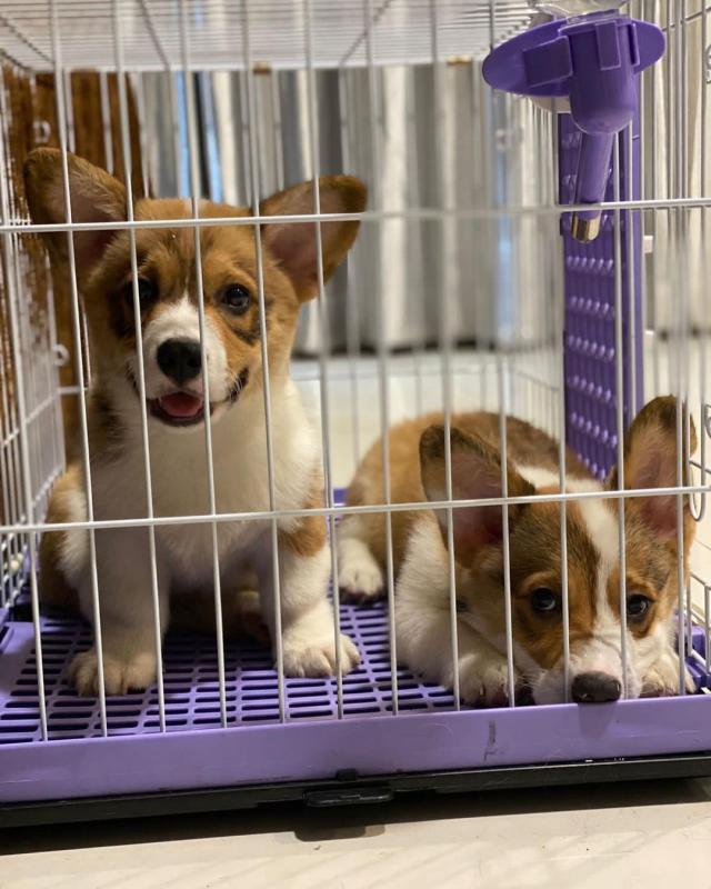 Corgi Puppies for adoption ( tsara5790@gmail.com ) Image eClassifieds4u