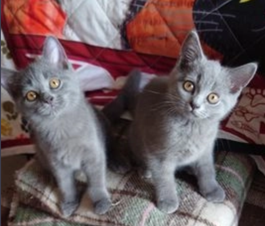 Elegant Russian blue kittens available Image eClassifieds4u