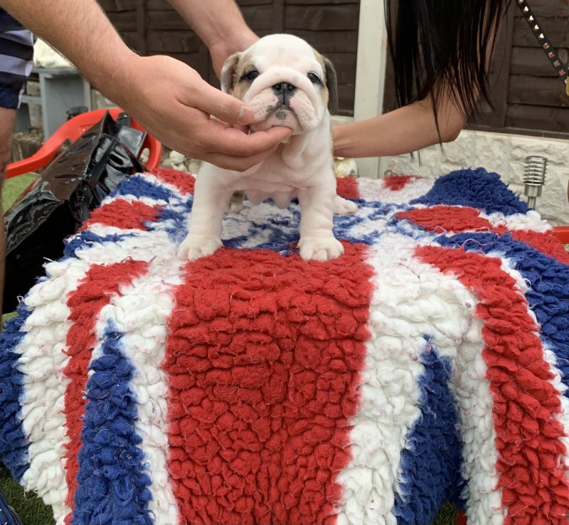 English bulldog puppies(standard) Image eClassifieds4u