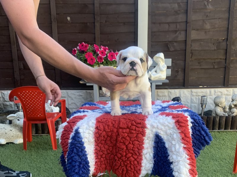 English bulldog puppies(standard) Image eClassifieds4u