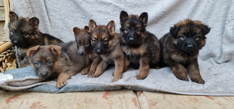 Exceptional German Shepherd Puppies for adoption Image eClassifieds4u