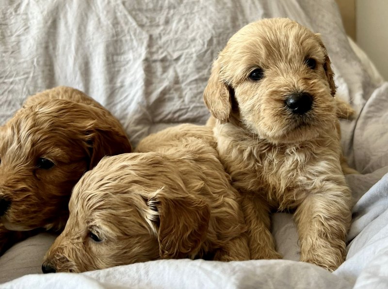 F1 MINIATURE GOLDEN DOODLE PUPPIES Image eClassifieds4u