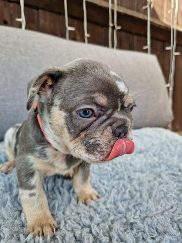 French bulldog puppies Image eClassifieds4u