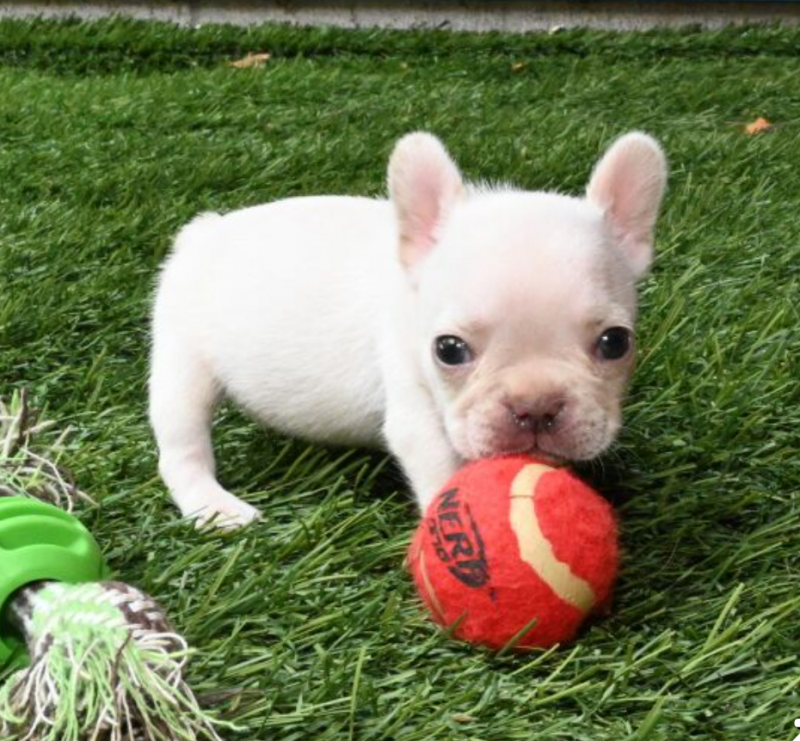 French Bulldog puppies for sale Image eClassifieds4u