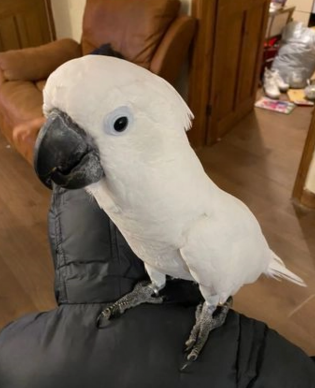 Friendly Baby c.o.ckatoo Parrot Image eClassifieds4u