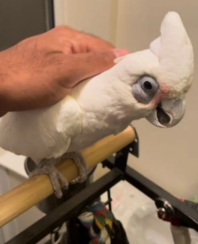 Friendly Baby c.o.ckatoo Parrot Image eClassifieds4u