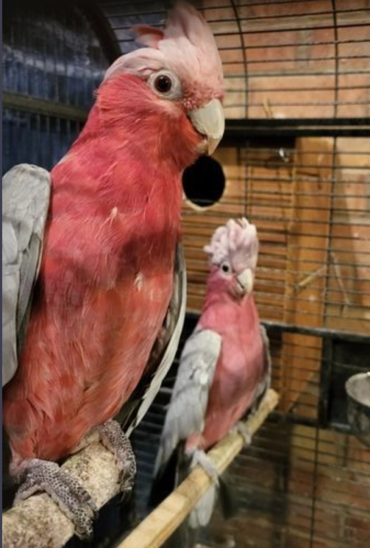 Galah co.c.katooo Dna Pair Image eClassifieds4u