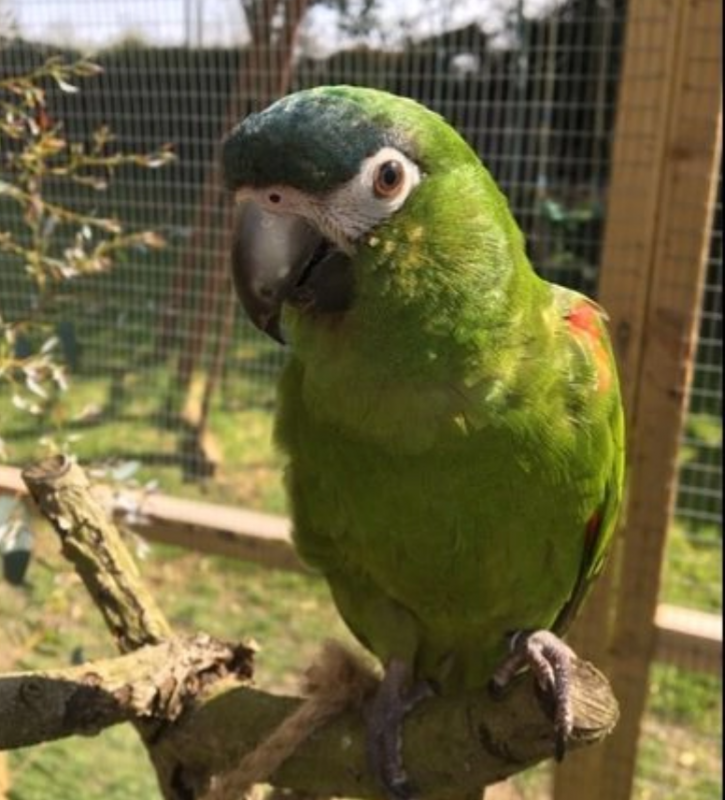 Hahns Macaws for sale Image eClassifieds4u