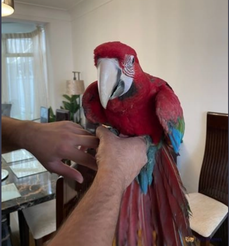 Hand Reared Green Winged Macaw Baby Image eClassifieds4u