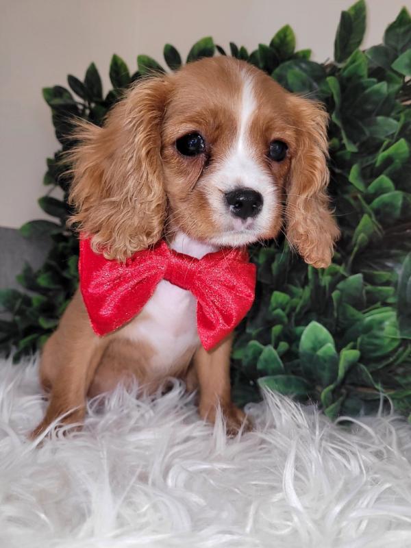 KC Cavalier king Charles puppies DNA Tested Image eClassifieds4u