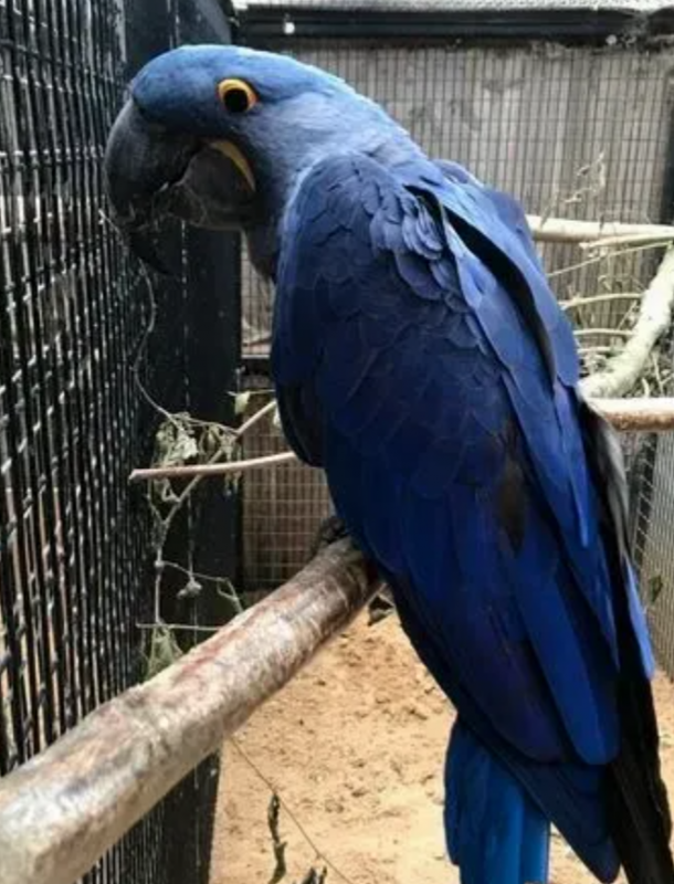 lovely baby hyacinth Macaws for sale Image eClassifieds4u