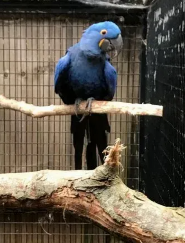 lovely baby hyacinth Macaws for sale Image eClassifieds4u
