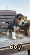⭐️CUTE BEAGLES FOR LOVING HOMES⭐️ Image eClassifieds4u 2