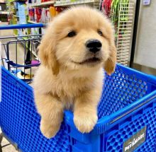 Male and female Golden retriever Puppies available. { justilla345@gmail.com } Image eClassifieds4u 2