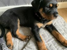 ❤️❤️ Rottweiler puppies ready to go ❤️❤️ Image eClassifieds4u 1