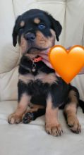 ❤️❤️ Rottweiler puppies ready to go ❤️❤️ Image eClassifieds4u 2