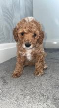 Adorable Miniature Poodle puppies. Image eClassifieds4u 2