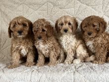 Adorable Miniature Poodle puppies. Image eClassifieds4u 1