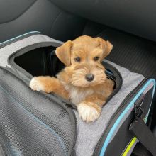 Adorable schnauzer Puppies for adoption {egawang796@gmail.com Image eClassifieds4u 2