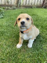 Adorable Welsh Corgi Pembroke puppies Image eClassifieds4u 4