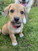 Adorable Welsh Corgi Pembroke puppies Image eClassifieds4u 2