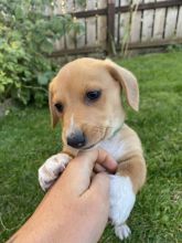 Adorable Welsh Corgi Pembroke puppies Image eClassifieds4u 1