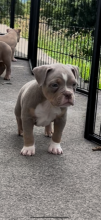 American bulldog puppies ready to leave Image eClassifieds4u 1