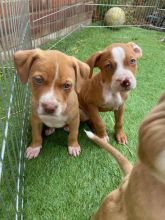 American Bully puppies Image eClassifieds4u 2