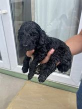 Beautiful C0CKAPOO puppies Image eClassifieds4u 2