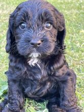 Beautiful C0CKAPOO puppies available !! Image eClassifieds4u 2
